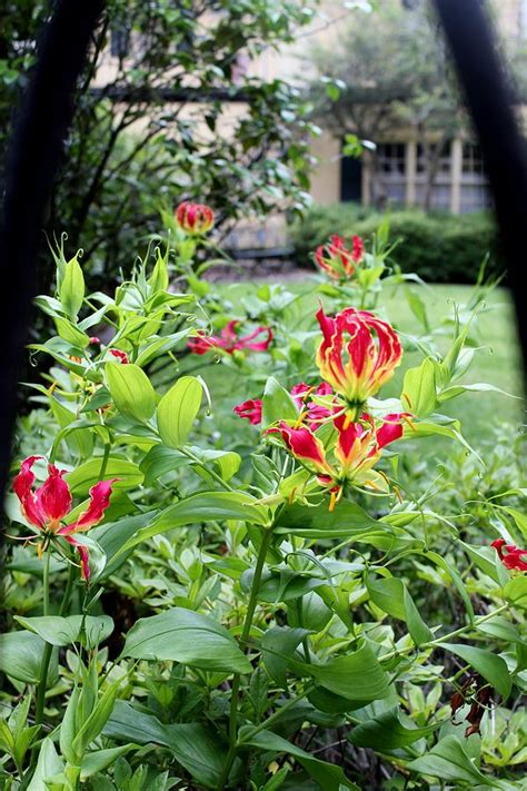 savannah blooms